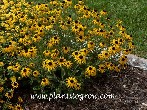 American Gold Rush Rudbeckia (Rudbeckia)
(August 12)